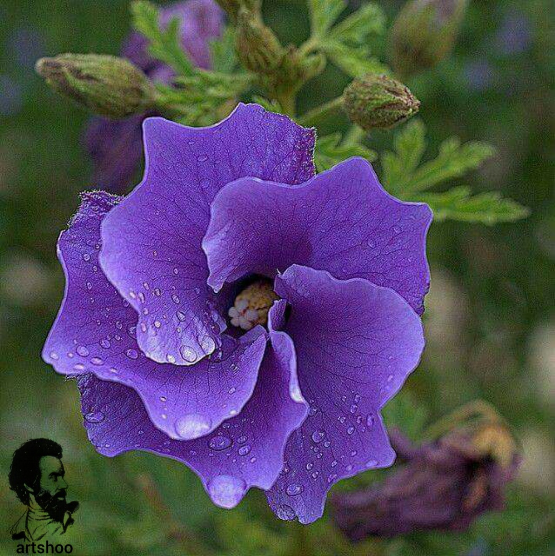 گل اورژینال رنگ روغن